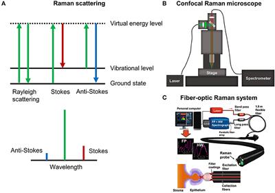 Raman Spectroscopy: Guiding Light for the Extracellular Matrix